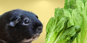 Can Guinea pigs Eat romaine lettuce?