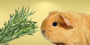 Can Guinea pigs Eat rosemary?