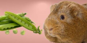 Can Guinea pigs Eat snap peas?