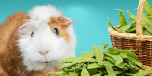 Can Guinea pigs Eat snow peas?