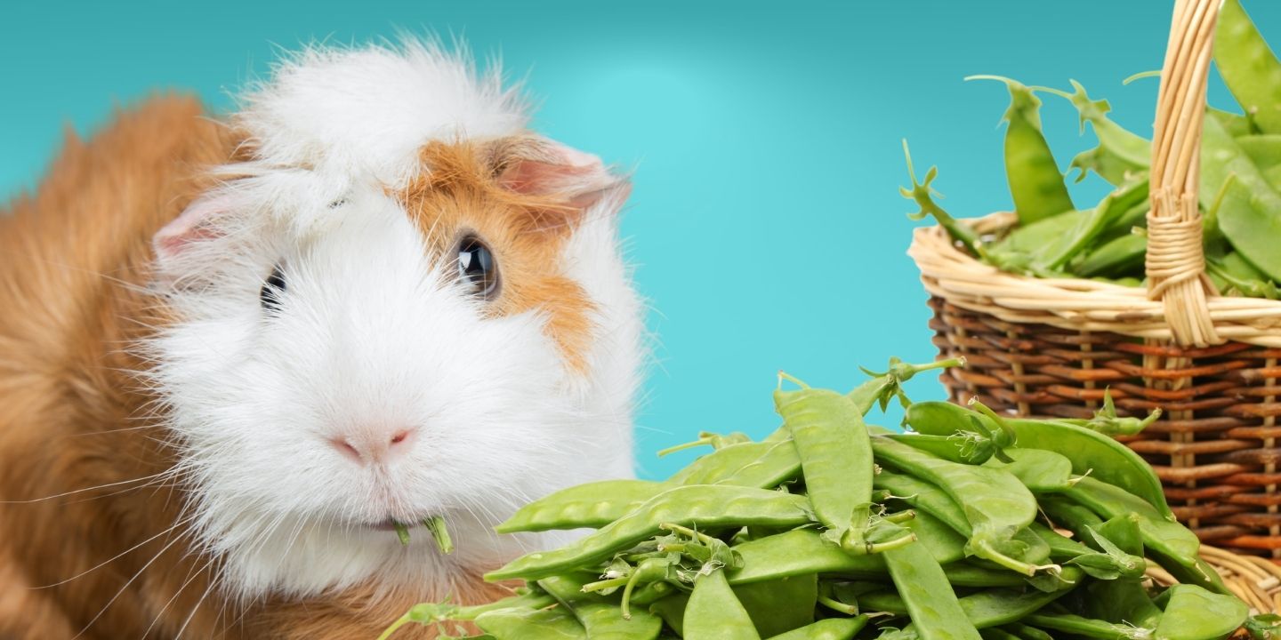 Can Guinea Pigs Eat Snow Peas? A Comprehensive Guide