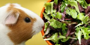 Can Guinea pigs Eat spring mix?
