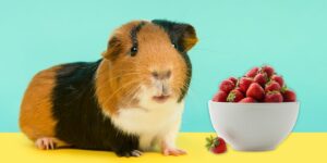 Can Guinea pigs Eat strawberries?