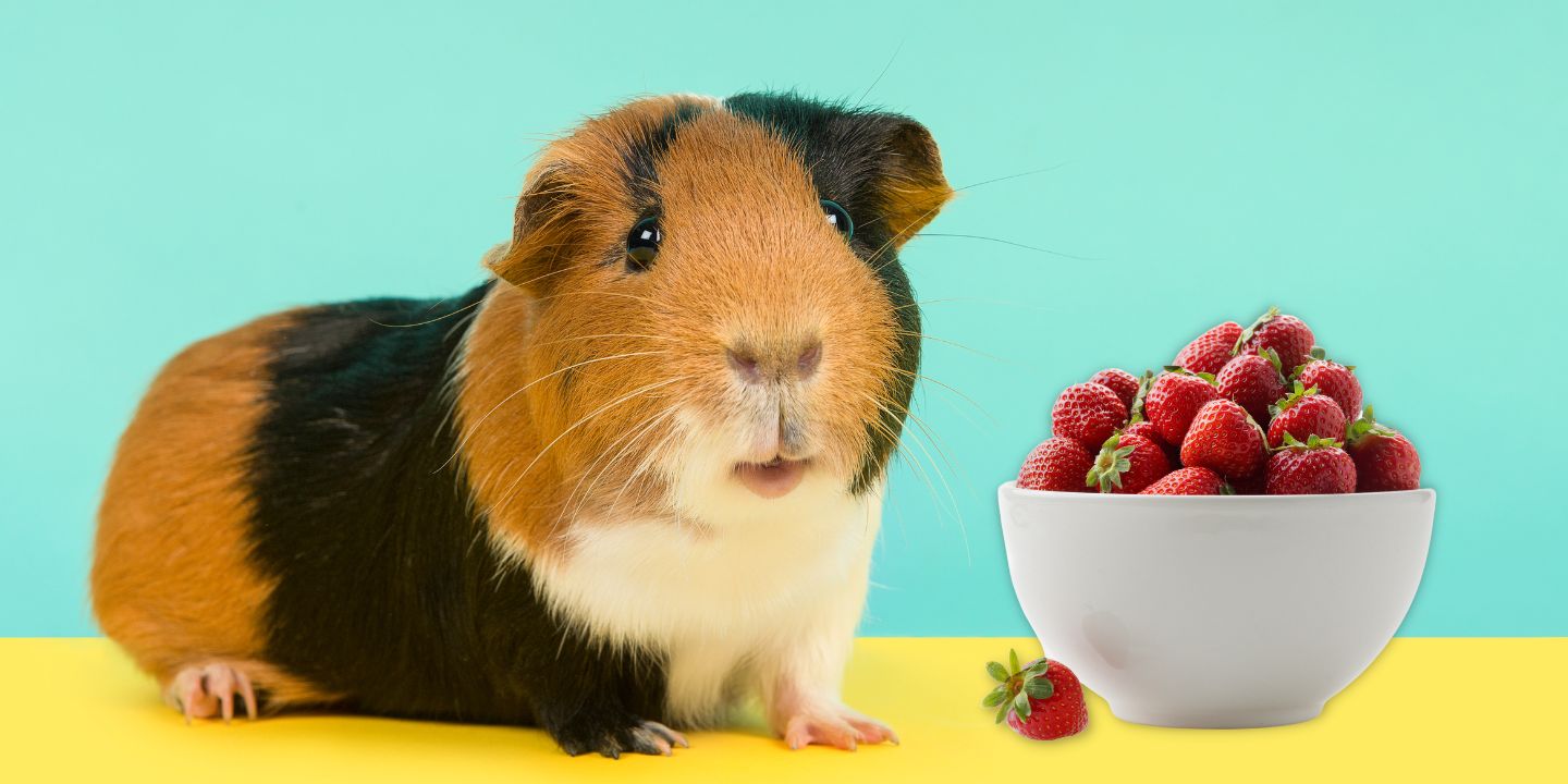 Can Guinea Pigs Eat Strawberries? A Comprehensive Guide