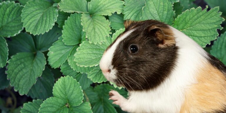 Amazing Can Guinea Pigs Eat Chocolate Photo Collection Amazing Can Guinea Pigs Eat Chocolate Photo Collection