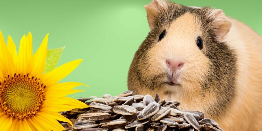 Can Guinea pigs Eat sunflower seeds?