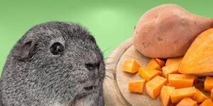 Can Guinea pigs Eat sweet potatoes?