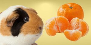 Can Guinea pigs Eat tangerines?