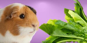 Can Guinea pigs Eat turnip greens?