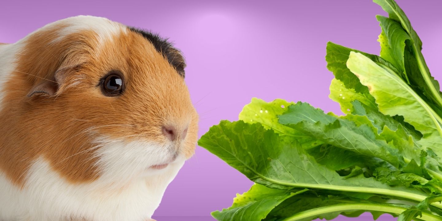 Can Guinea Pigs Eat Turnip Greens? The Truth Revealed
