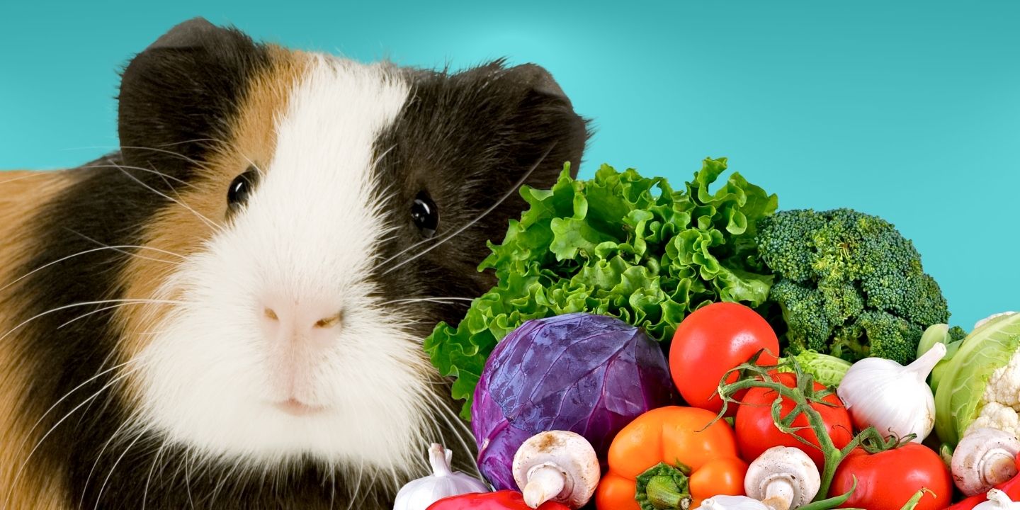 Can Guinea Pigs Eat Vegetables? A Comprehensive Guide