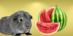 Can Guinea pigs Eat watermelon?