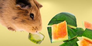 Can Guinea pigs Eat watermelon rind?