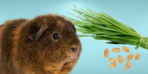 Can Guinea pigs Eat wheatgrass?