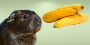 Can Guinea pigs Eat yellow squash?
