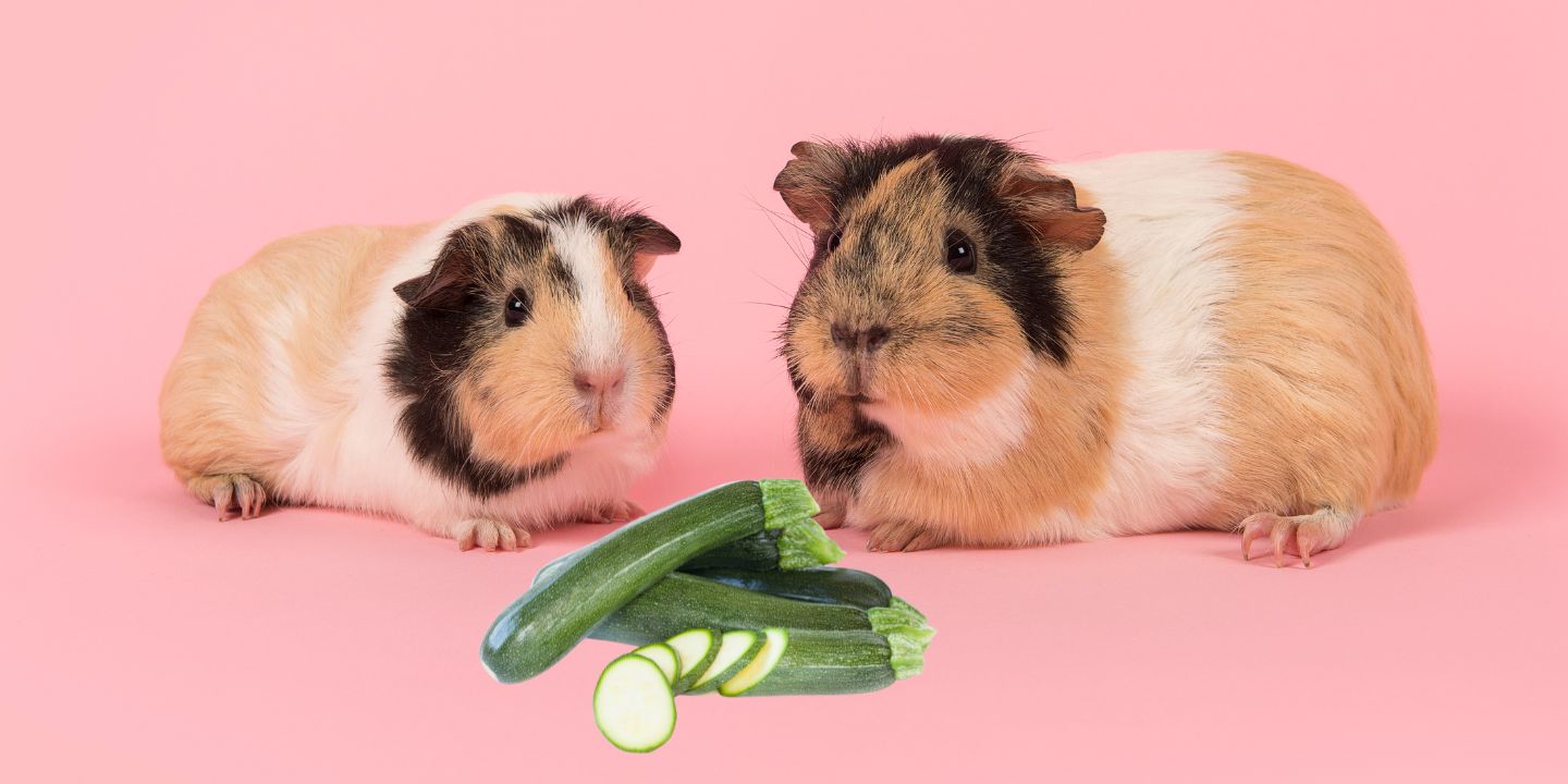 Can Guinea Pigs Eat Zucchini? Find Out Here