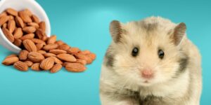 Can Hamsters Eat almonds?