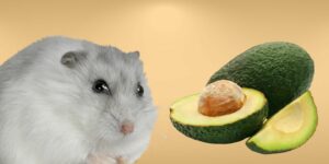 Can Hamsters Eat avocado?