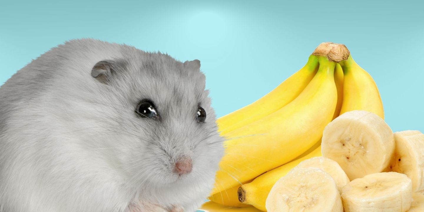 Can Hamsters Eat Bananas? A Comprehensive Guide