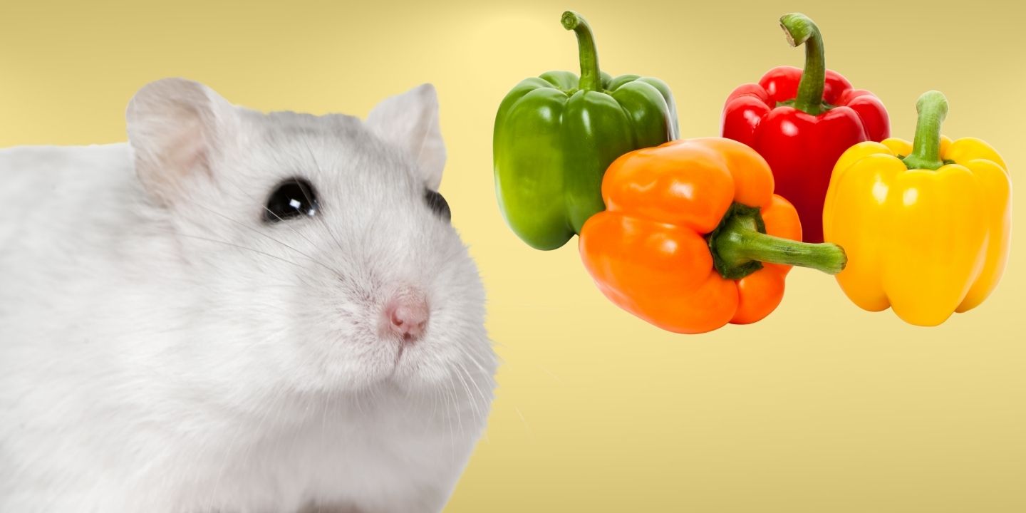Can Hamsters Eat Pepper? Why You Should Avoid That