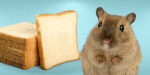 Can Hamsters Eat bread?