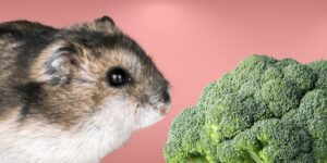 Can Hamsters Eat broccoli?