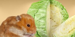 Can Hamsters Eat cabbage?