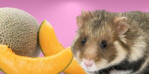 Can Hamsters Eat cantaloupe?