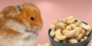 Can Hamsters Eat cashews?