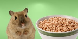 Can Hamsters Eat cheerios?