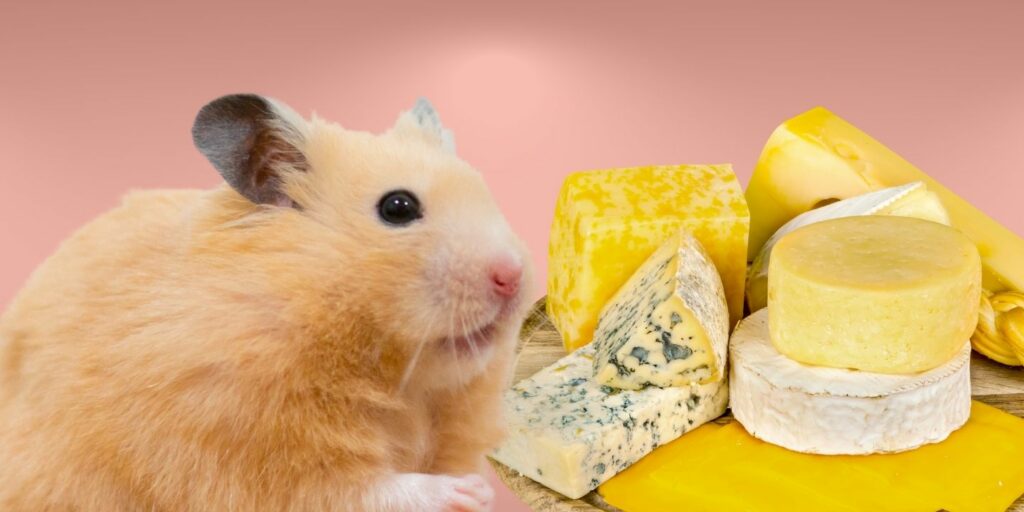 Can Hamsters Eat cheese?