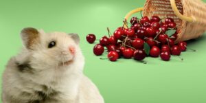 Can Hamsters Eat cherries?