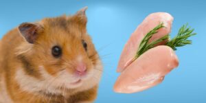 Can Hamsters Eat chicken?