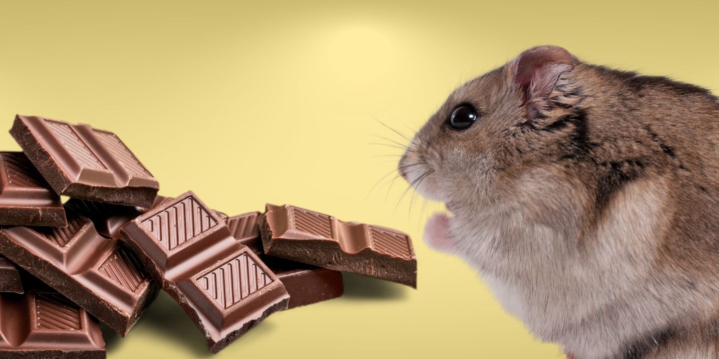 Can Hamsters Eat Chocolate? The Surprising Truth