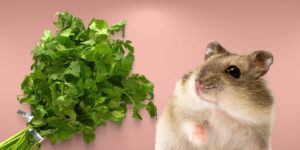 Can Hamsters Eat cilantro?
