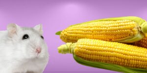 Can Hamsters Eat corn?