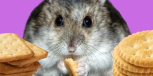 Can Hamsters Eat crackers?