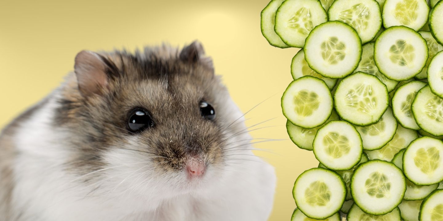 Can Hamsters Eat Cucumbers? A Comprehensive Guide