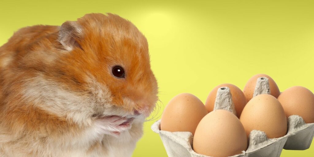 Can Hamsters Eat eggs?