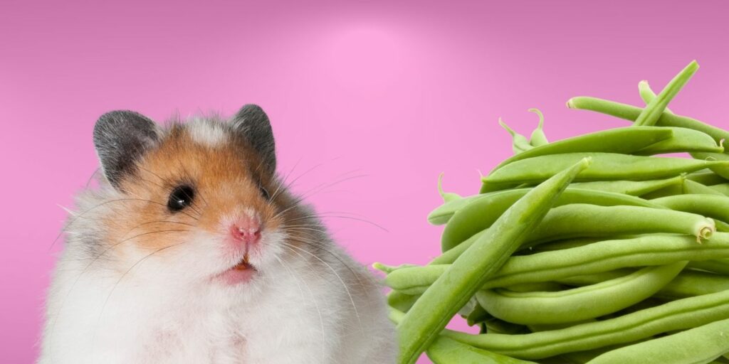 Can Hamsters Eat green beans?