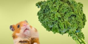 Can Hamsters Eat kale?