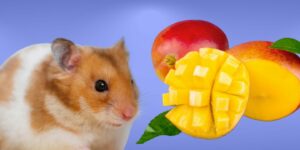 Can Hamsters Eat mango?