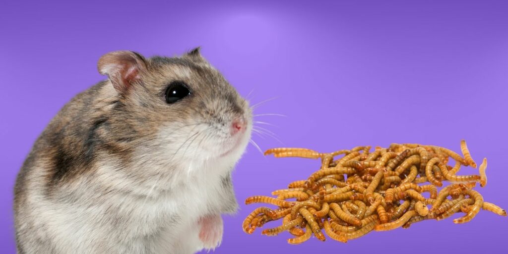 Can Hamsters Eat meal worms?