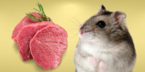 Can Hamsters Eat meat?