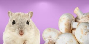 Can Hamsters Eat mushrooms?