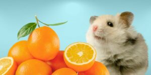 Can Hamsters Eat oranges?