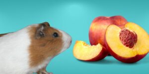 Can Hamsters Eat peaches?