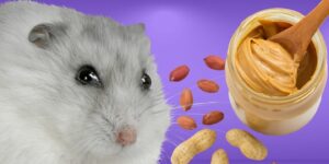Can Hamsters Eat peanut butter?