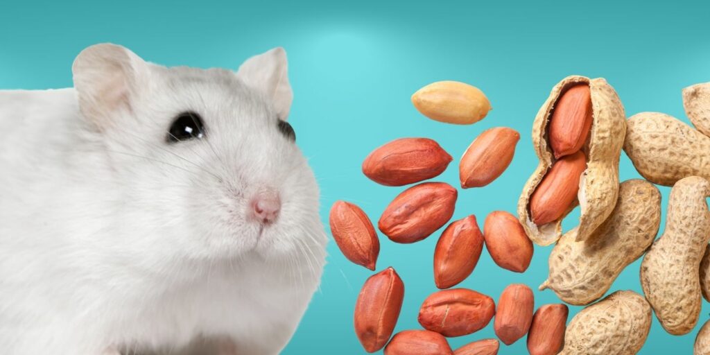 Can Hamsters Eat peanuts?
