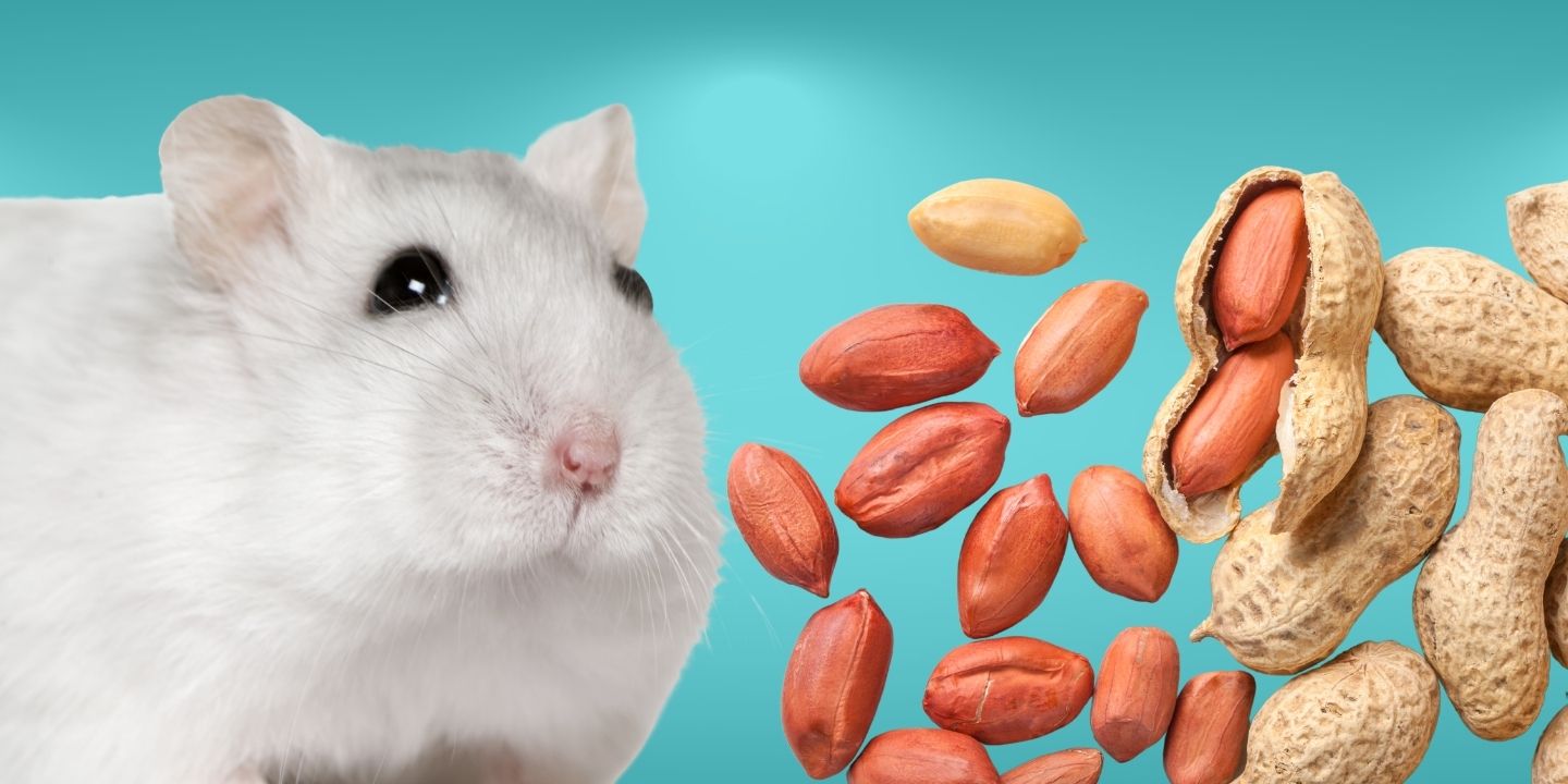 Can Hamsters Eat Peanuts? The Risks And Dangers